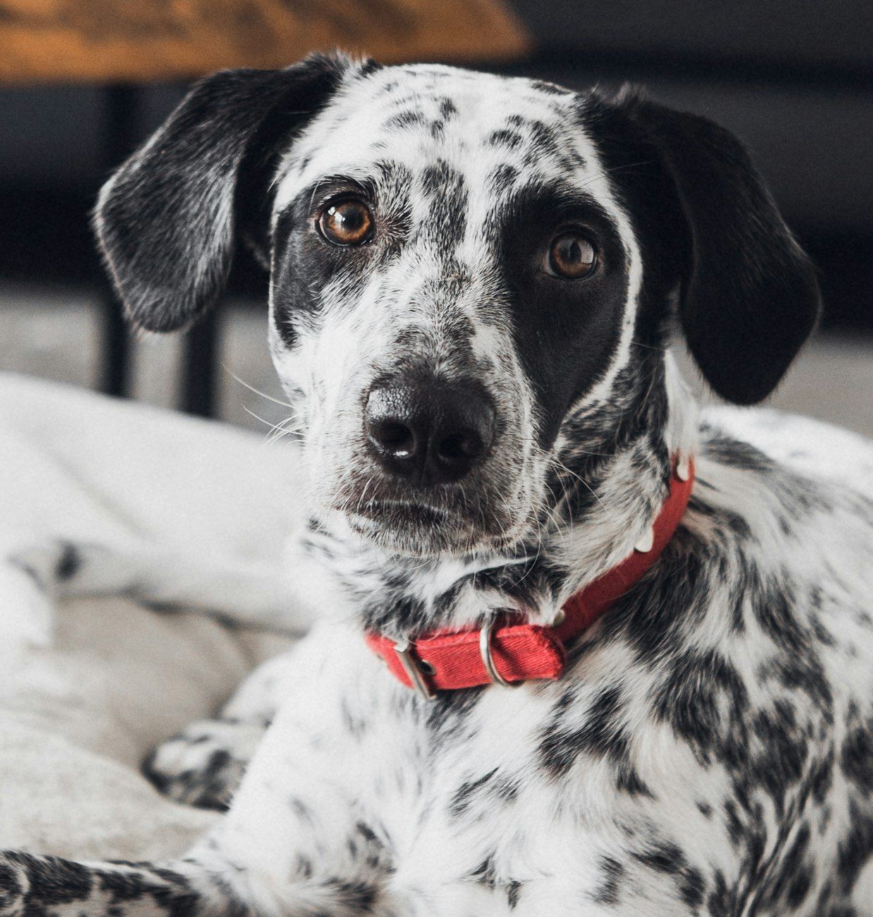Terra Canis, Hundeernährung, Premium-Hundefutter, natürliches Hundefutter, gesunde Hundeernährung, hochwertige Zutaten, Hundeernährung, ausgewogenes Hundefutter, artgerechte Ernährung, Hundewohlbefinden