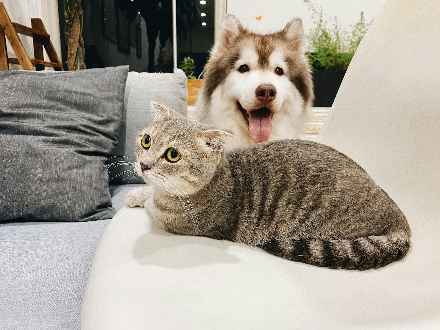 Haustierbedarf online, Haustierfutter und -zubehör, Hund und Katze Produkte, Haustierpflege-Essentials, Haustierspielzeug und -leckerlis, Qualitäts-Haustierprodukte, Haustierladen online, gesunder Haustierlebensstil, Haustierpflegeprodukte, Produkte für glückliche Haustiere