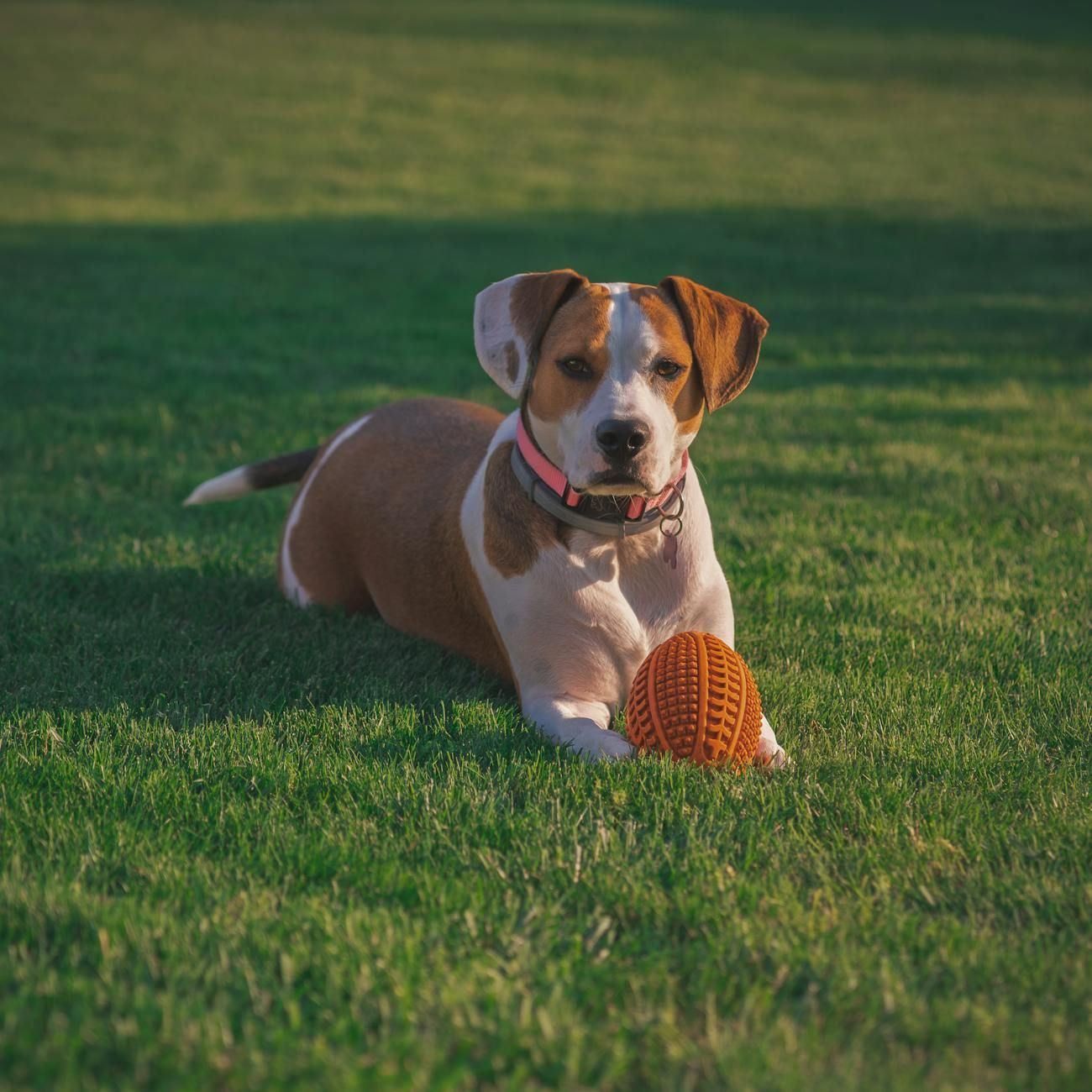 Haustierbedarf online, Haustierfutter und -zubehör, Hund und Katze Produkte, Haustierpflege-Essentials, Haustierspielzeug und -leckerlis, Qualitäts-Haustierprodukte, Haustierladen online, gesunder Haustierlebensstil, Haustierpflegeprodukte, Produkte für glückliche Haustiere