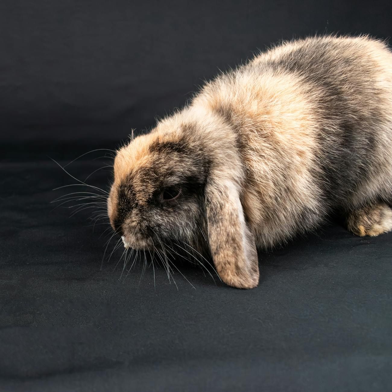 Zooroyal.at, Haustierbedarf, Hundefutter, Katzenfutter, Haustierzubehör, Aquaristik, Haustierspielzeug, Online-Haustiershop, Haustierpflege, glückliche Haustiere